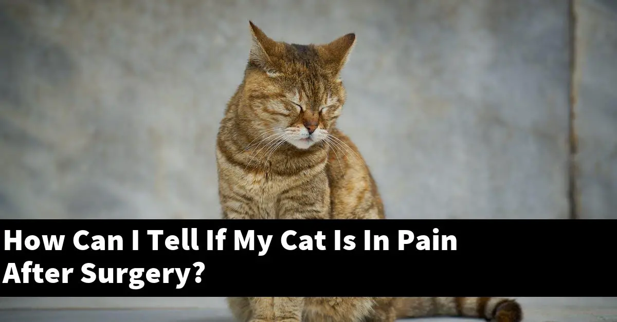 How Can I Tell If My Cat Is In Pain After Surgery?