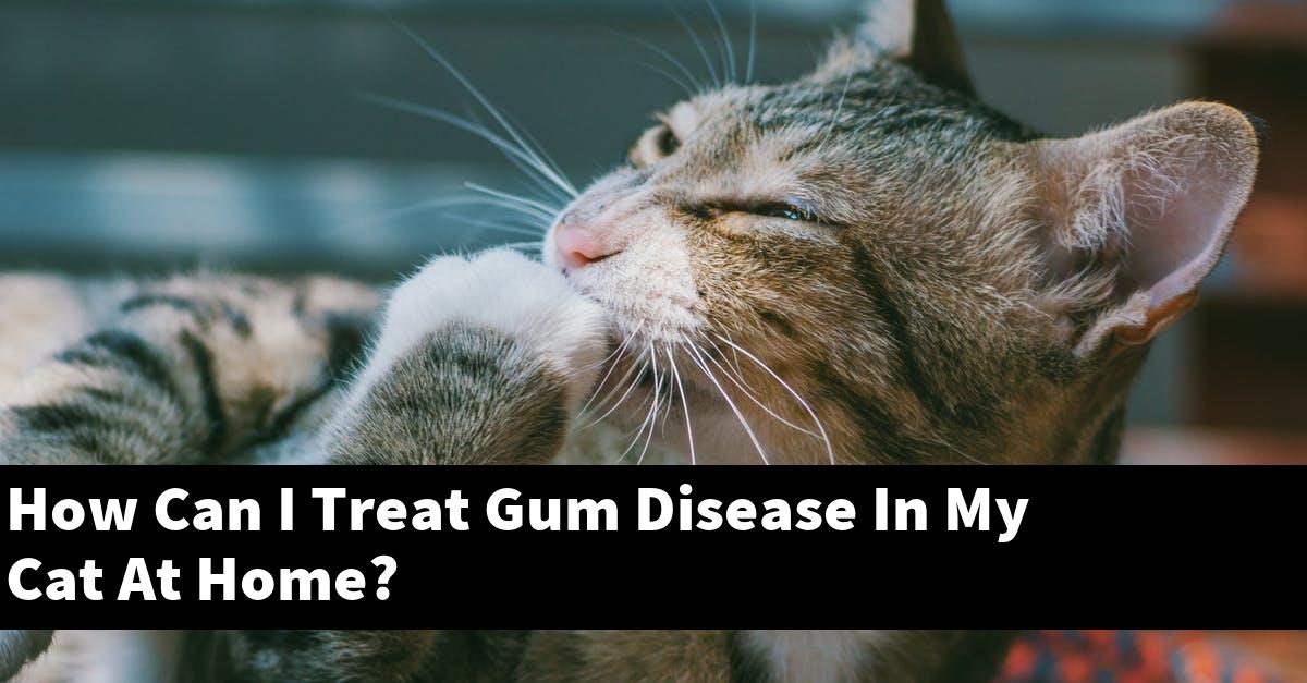 How Can I Treat Gum Disease In My Cat At Home?