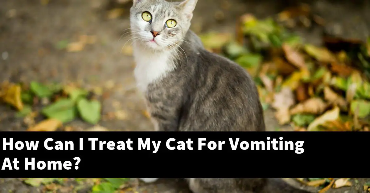 How Can I Treat My Cat For Vomiting At Home?