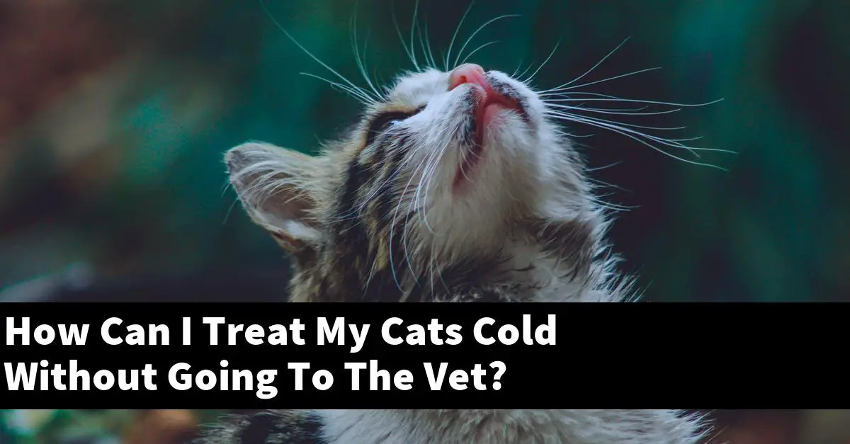How Can I Treat My Cats Cold Without Going To The Vet?