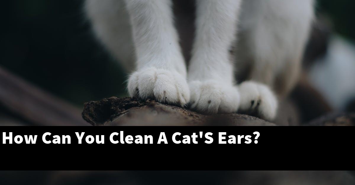 How Can You Clean A Cat'S Ears?