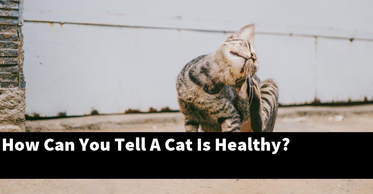 How Can You Tell A Cat Is Healthy?