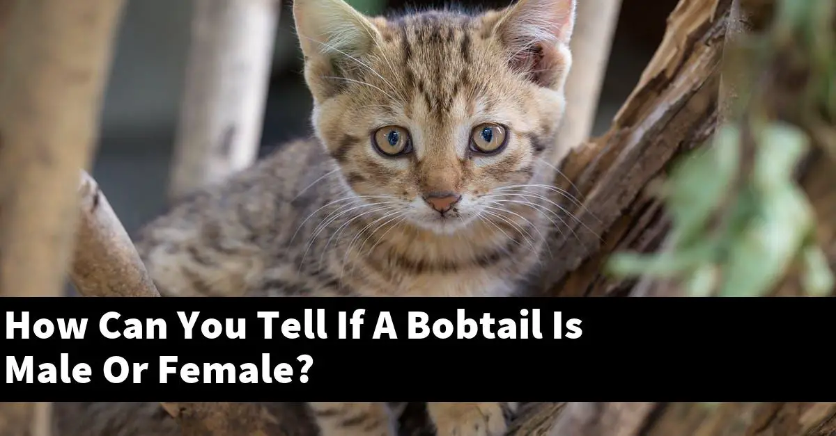 How Can You Tell If A Bobtail Is Male Or Female?