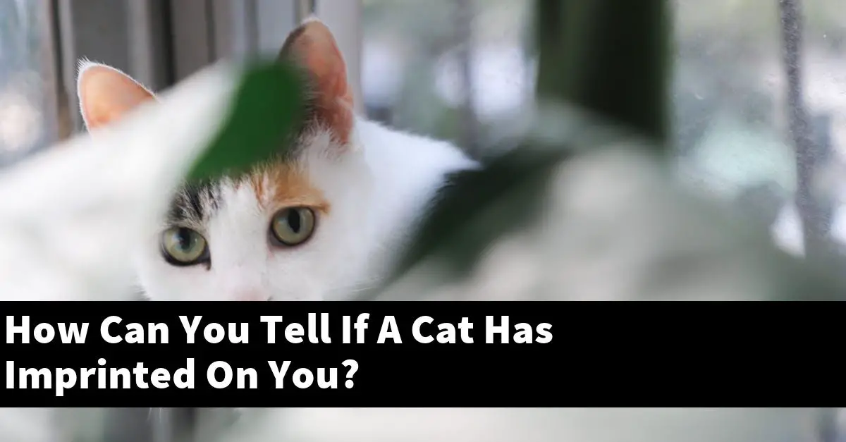 How Can You Tell If A Cat Has Imprinted On You?