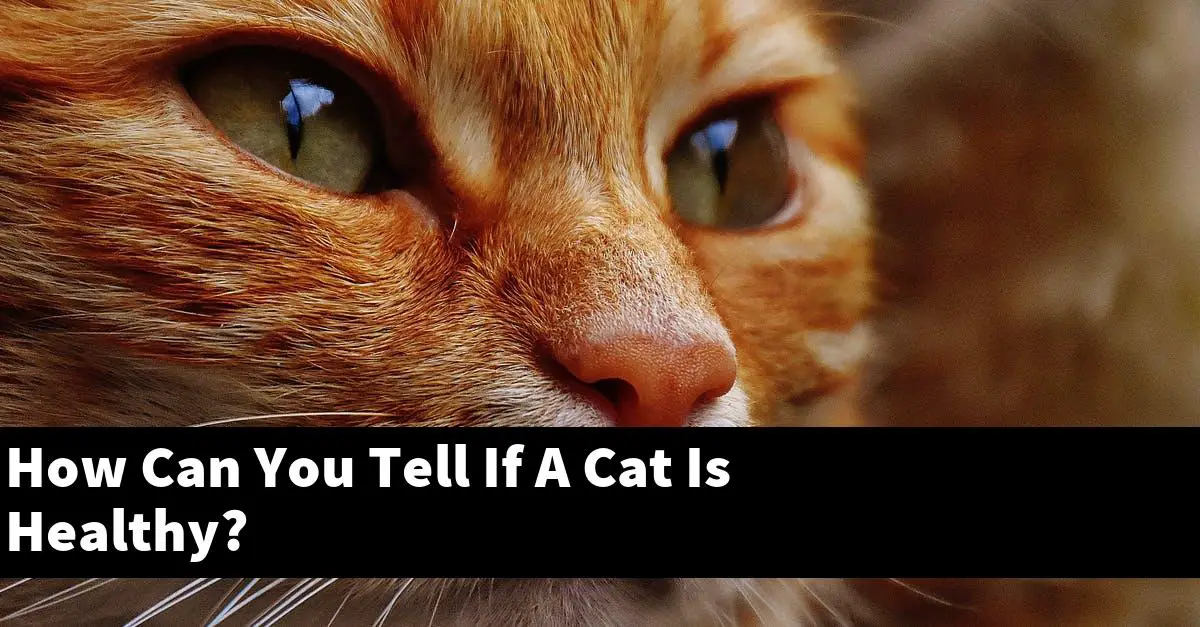 How Can You Tell If A Cat Is Healthy?