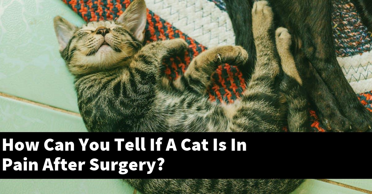 How Can You Tell If A Cat Is In Pain After Surgery?