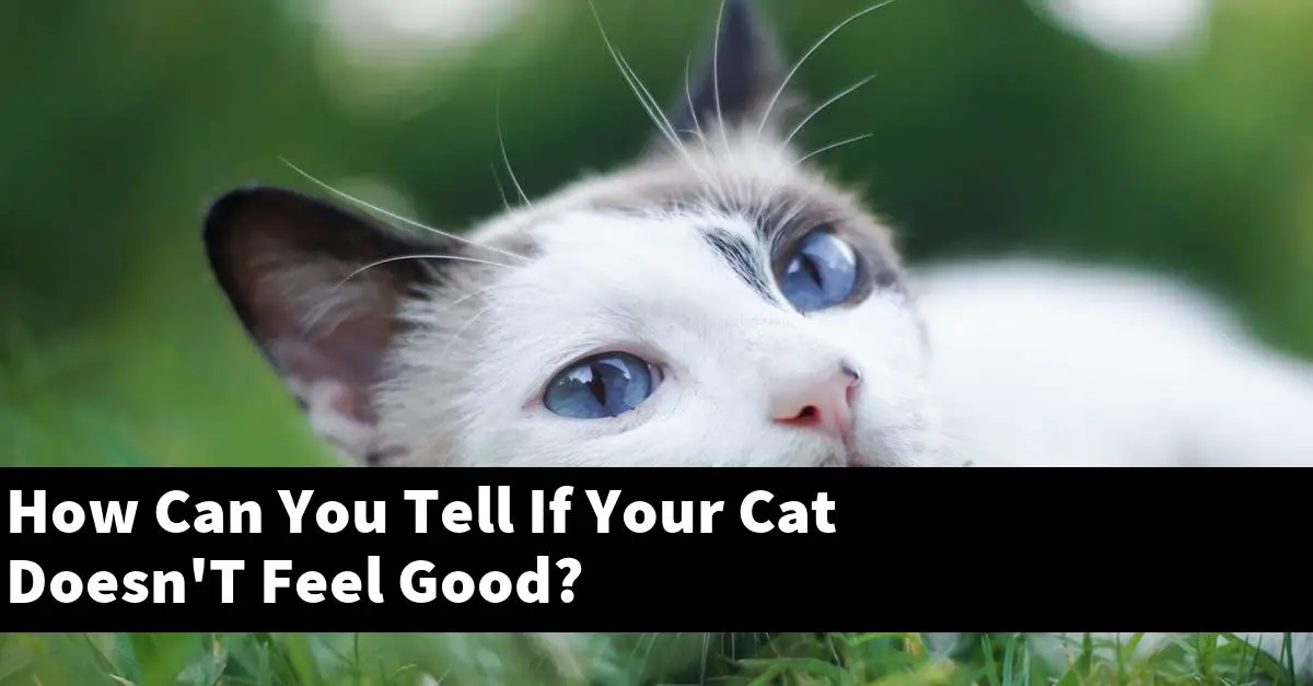 How Can You Tell If Your Cat Doesn'T Feel Good?