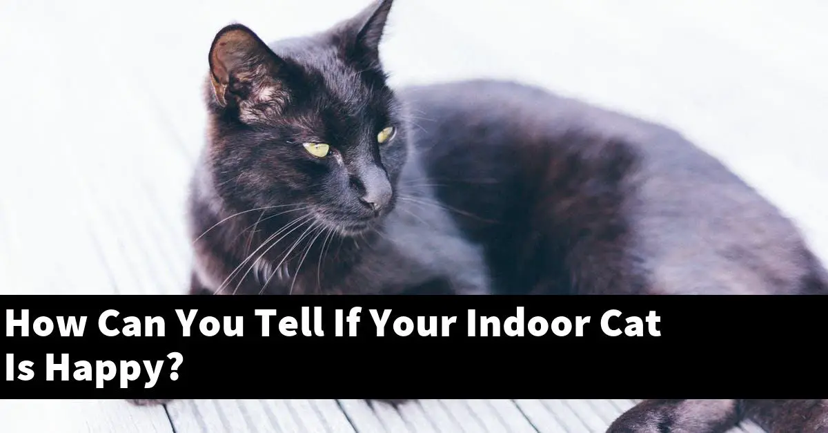 How Can You Tell If Your Indoor Cat Is Happy?