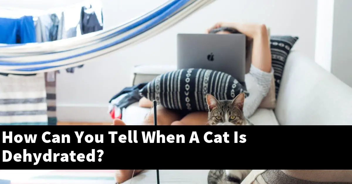 How Can You Tell When A Cat Is Dehydrated?