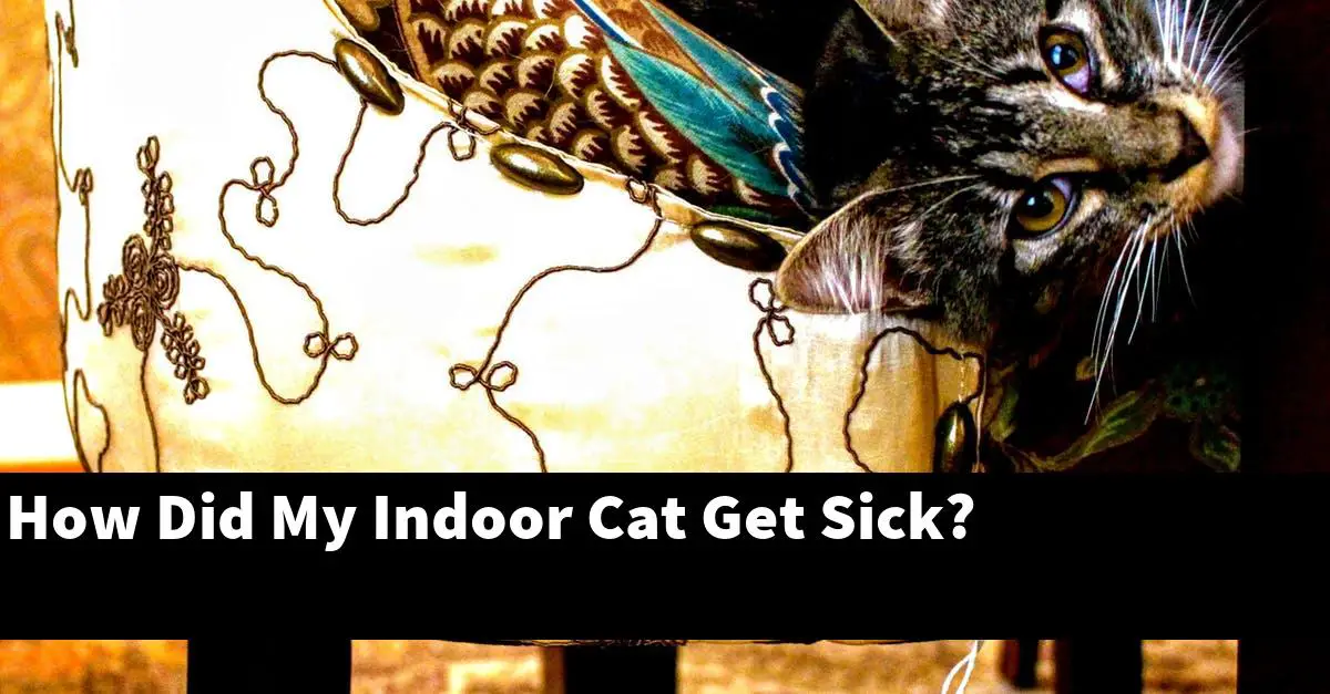 How Did My Indoor Cat Get Sick?