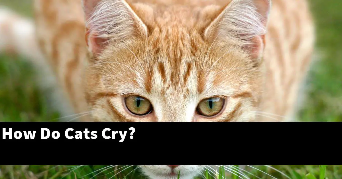 How Do Cats Cry?