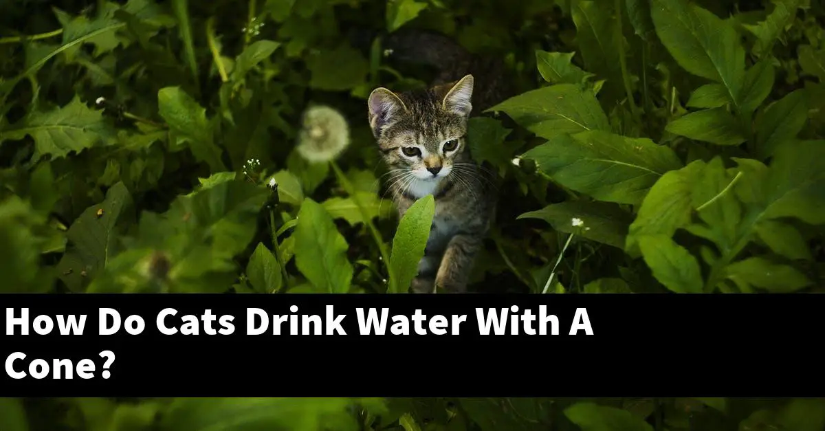 How Do Cats Drink Water With A Cone?