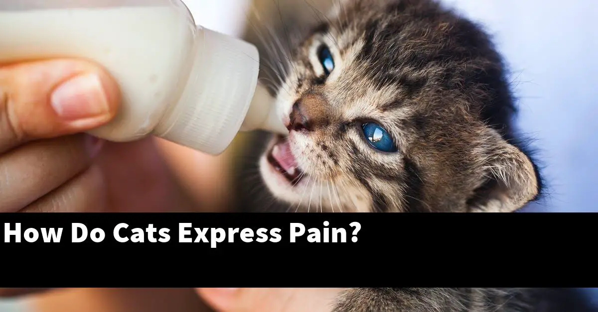 How Do Cats Express Pain?