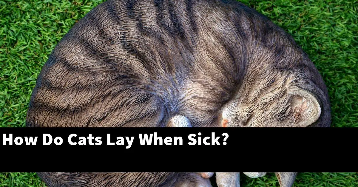 How Do Cats Lay When Sick?