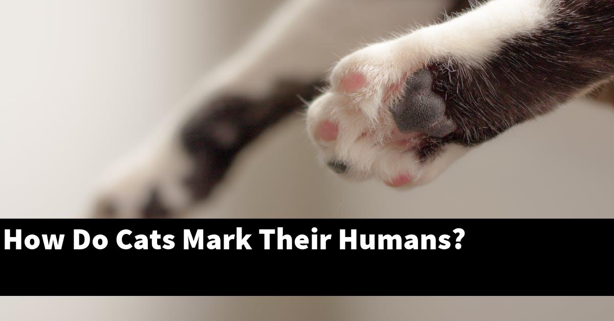 How Do Cats Mark Their Humans?