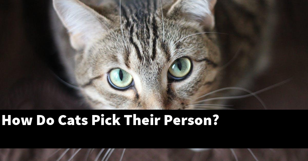 How Do Cats Pick Their Person?