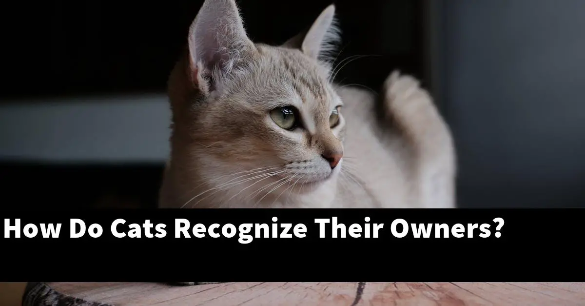 How Do Cats Recognize Their Owners?