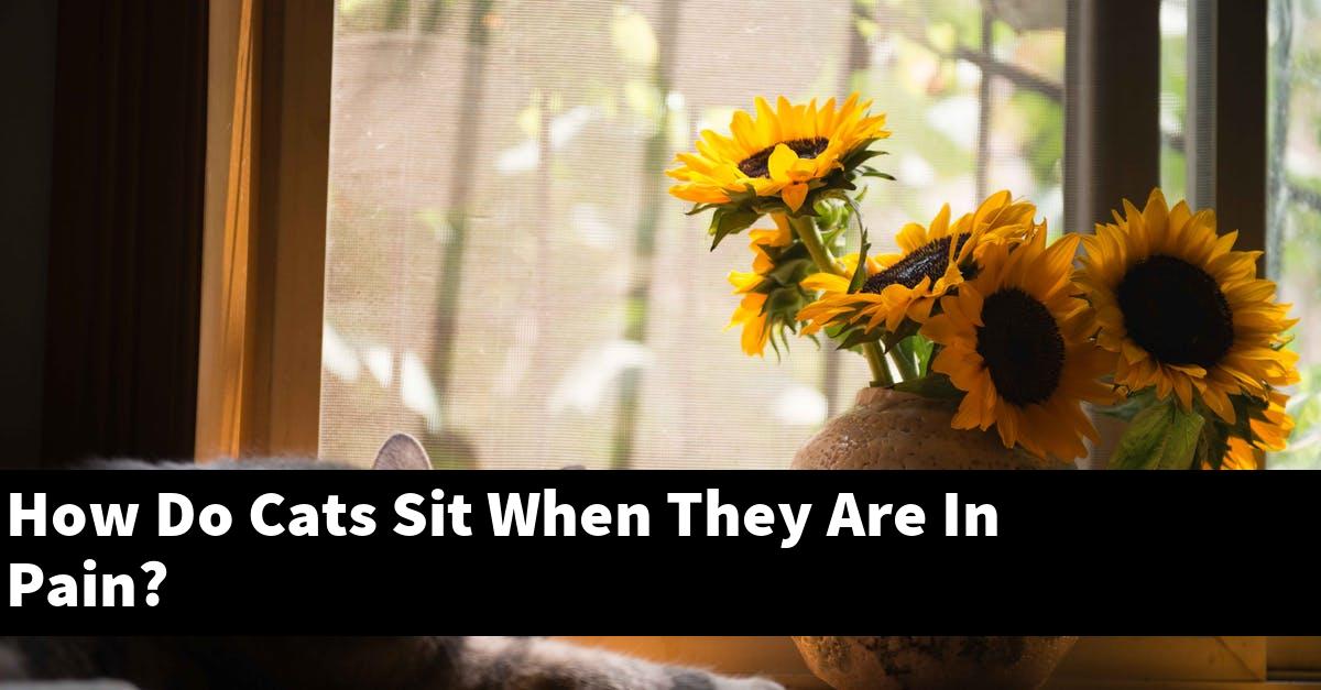How Do Cats Sit When They Are In Pain?