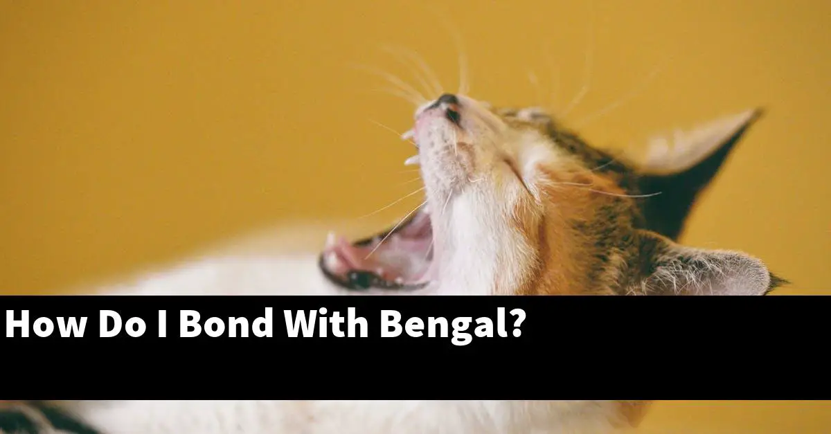 How Do I Bond With Bengal?