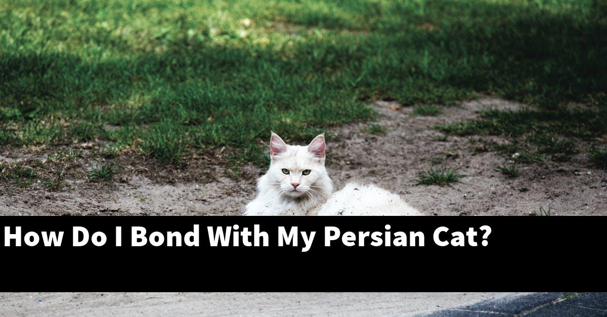 How Do I Bond With My Persian Cat?