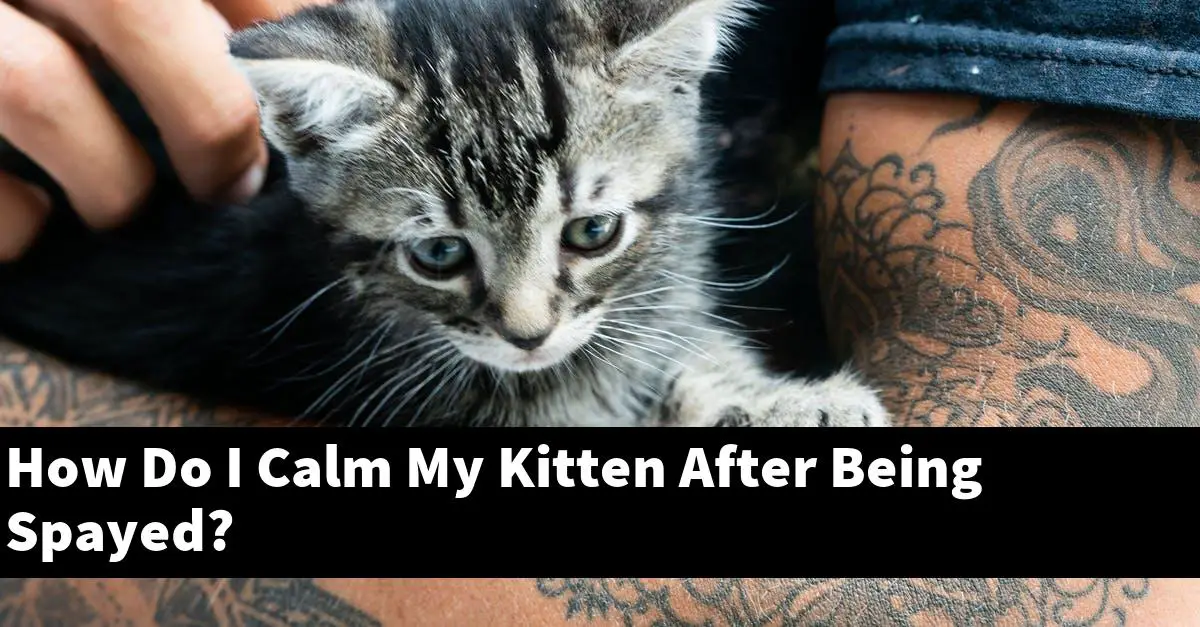 How Do I Calm My Kitten After Being Spayed?