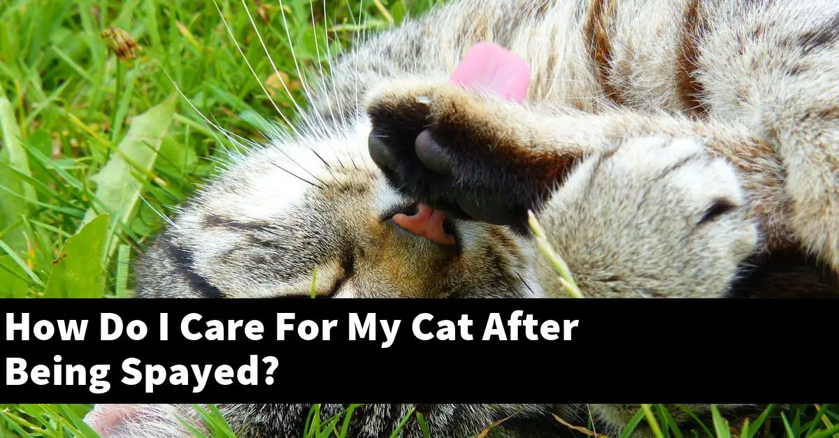 How Do I Care For My Cat After Being Spayed?