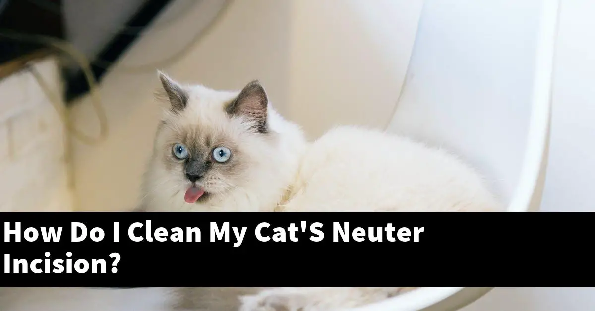 How Do I Clean My Cat'S Neuter Incision?