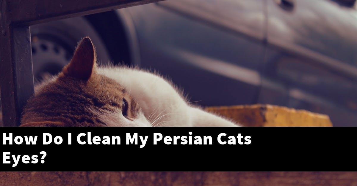 How Do I Clean My Persian Cats Eyes?