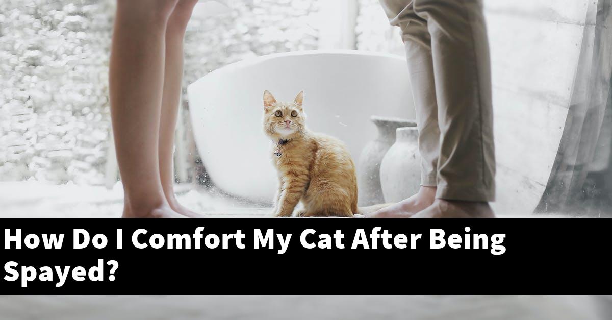 How Do I Comfort My Cat After Being Spayed?