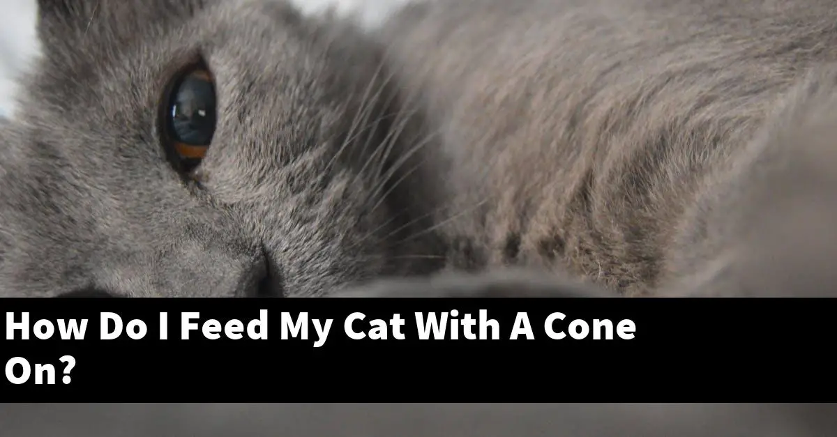 How Do I Feed My Cat With A Cone On?