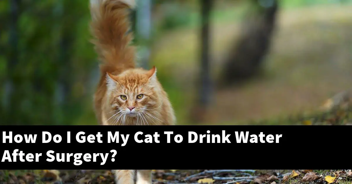 How Do I Get My Cat To Drink Water After Surgery?