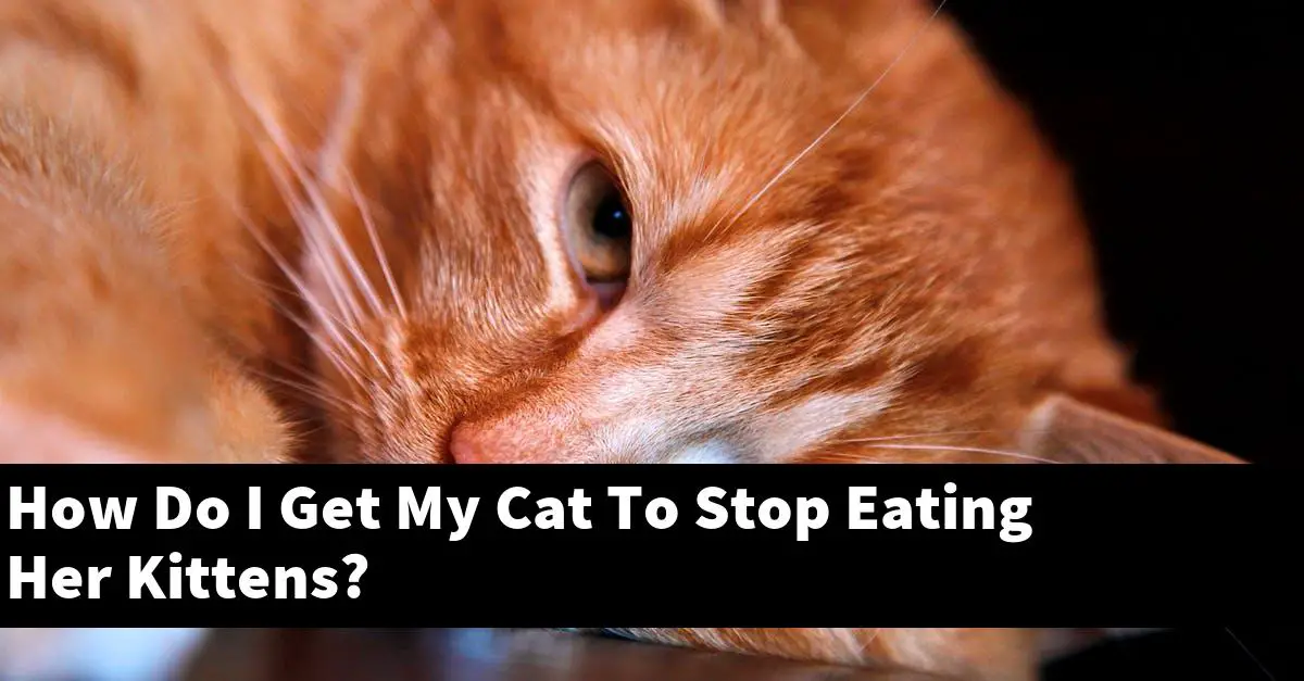 How Do I Get My Cat To Stop Eating Her Kittens?