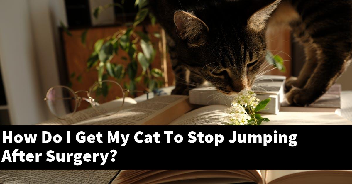 How Do I Get My Cat To Stop Jumping After Surgery?