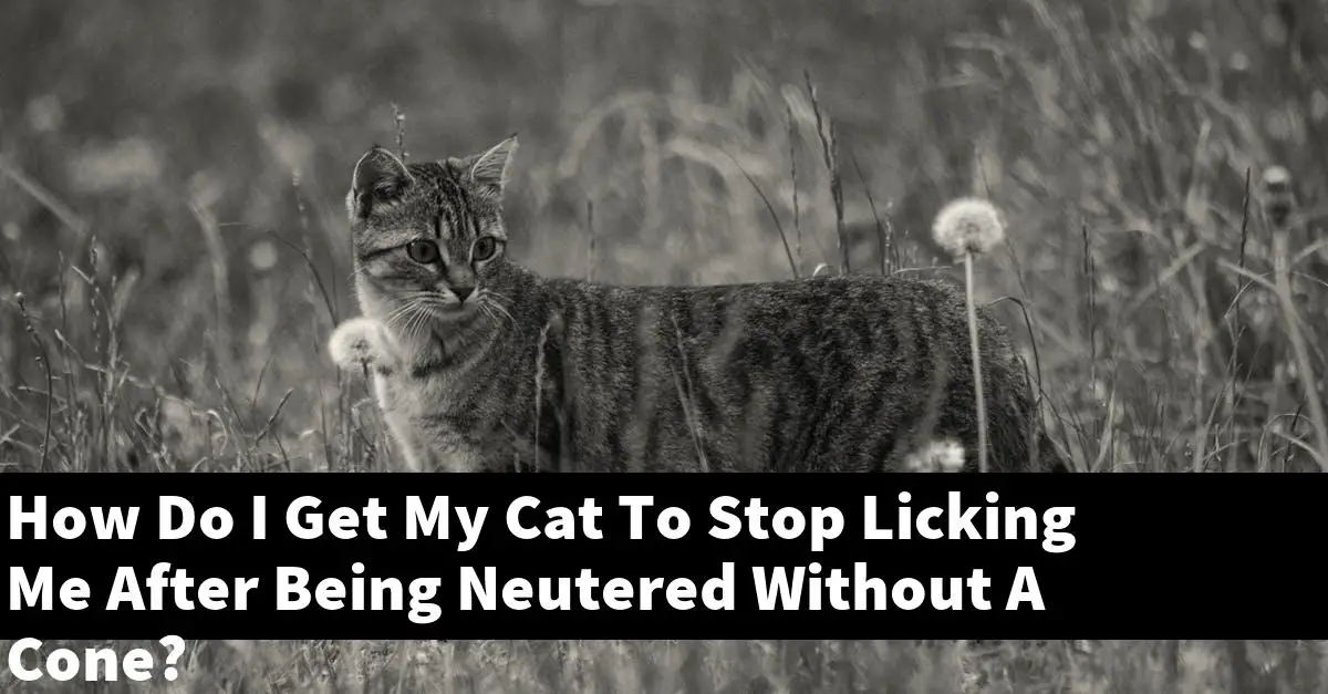How Do I Get My Cat To Stop Licking Me After Being Neutered Without A Cone?