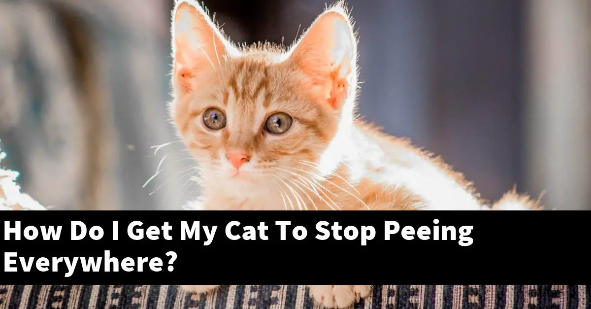 How Do I Get My Cat To Stop Peeing Everywhere?