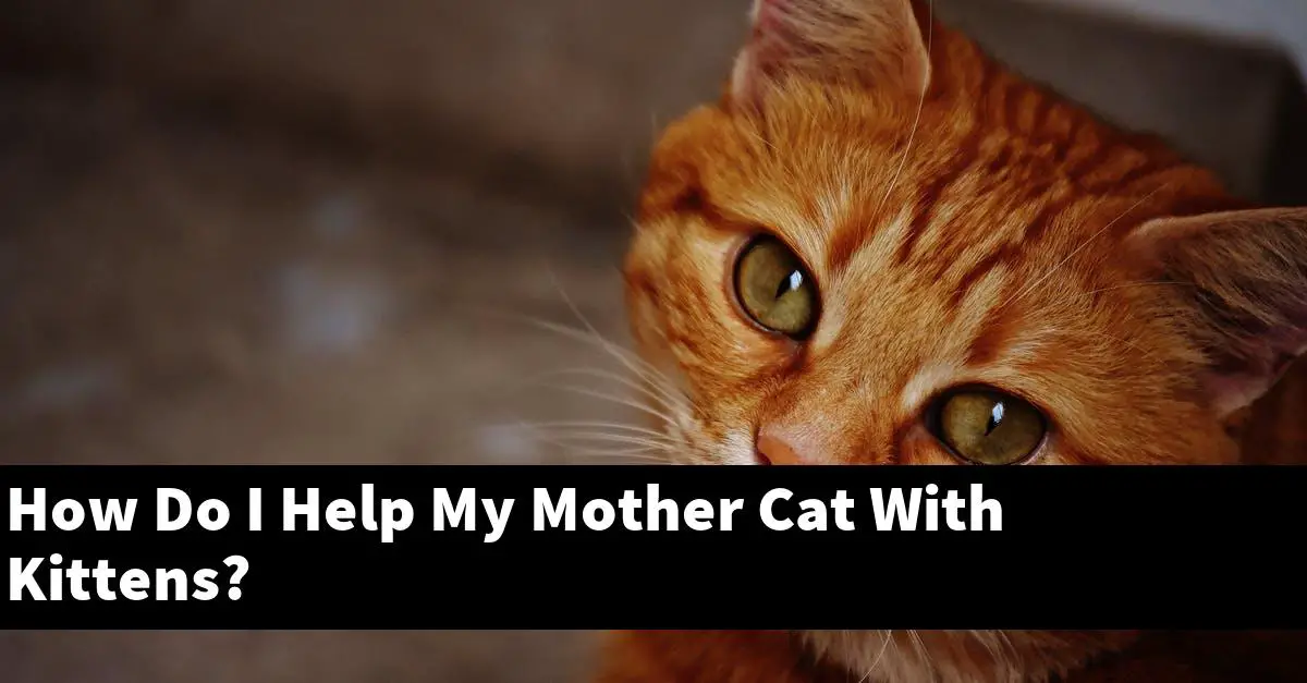 How Do I Help My Mother Cat With Kittens?
