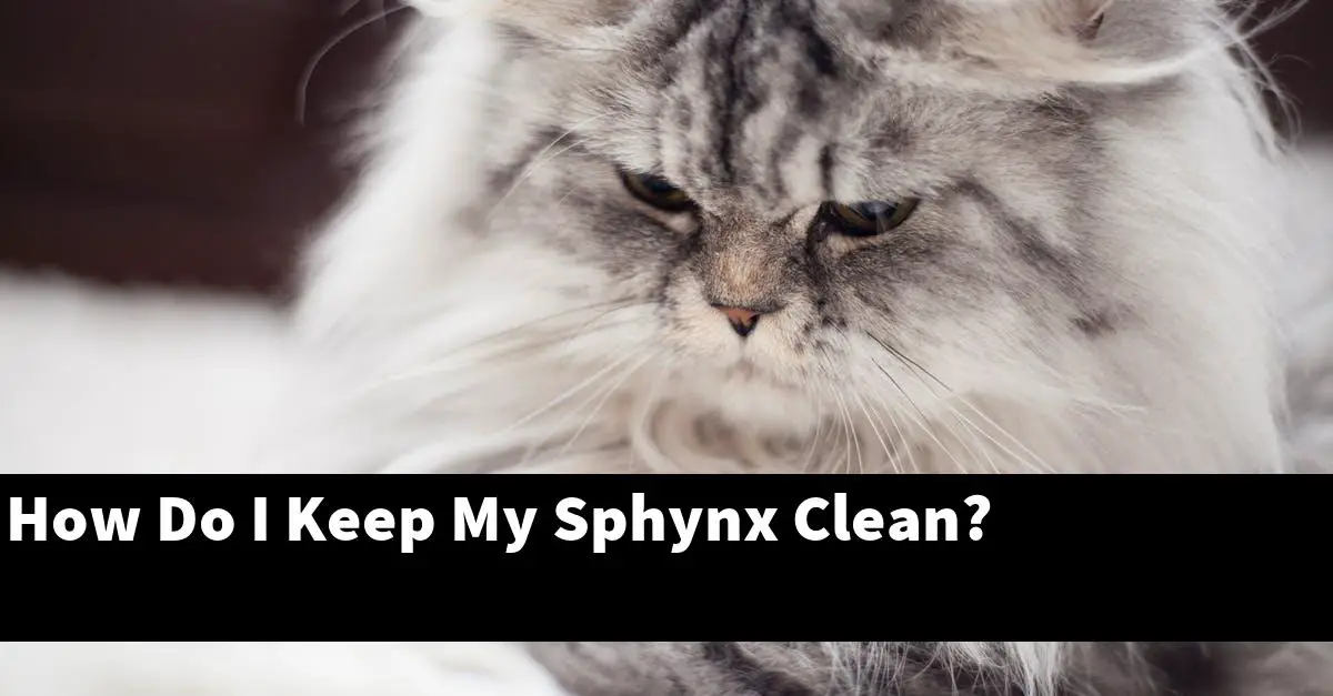 How Do I Keep My Sphynx Clean?