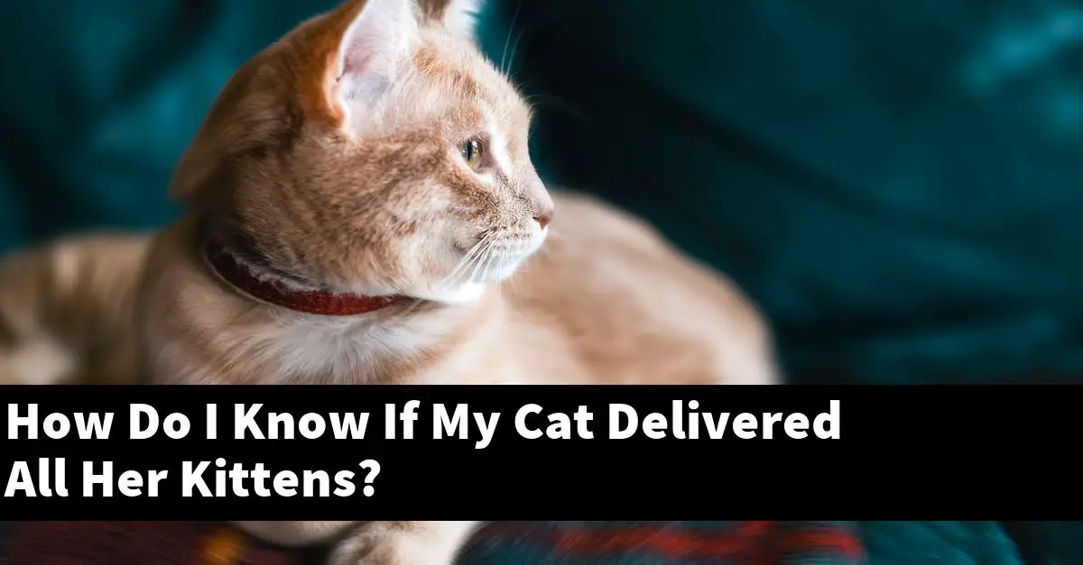 How Do I Know If My Cat Delivered All Her Kittens?