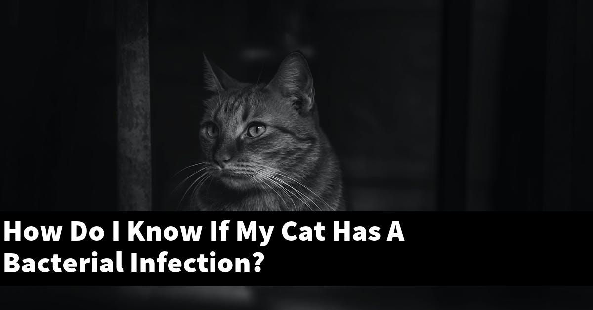 How Do I Know If My Cat Has A Bacterial Infection?