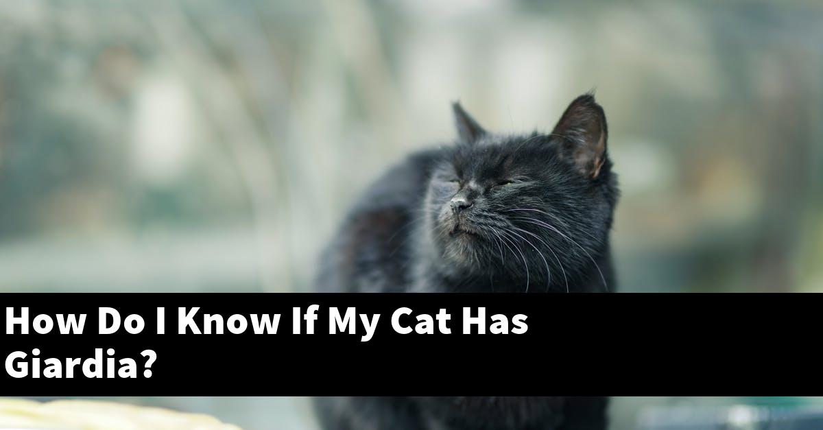 How Do I Know If My Cat Has Giardia?
