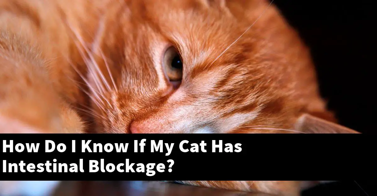 How Do I Know If My Cat Has Intestinal Blockage?