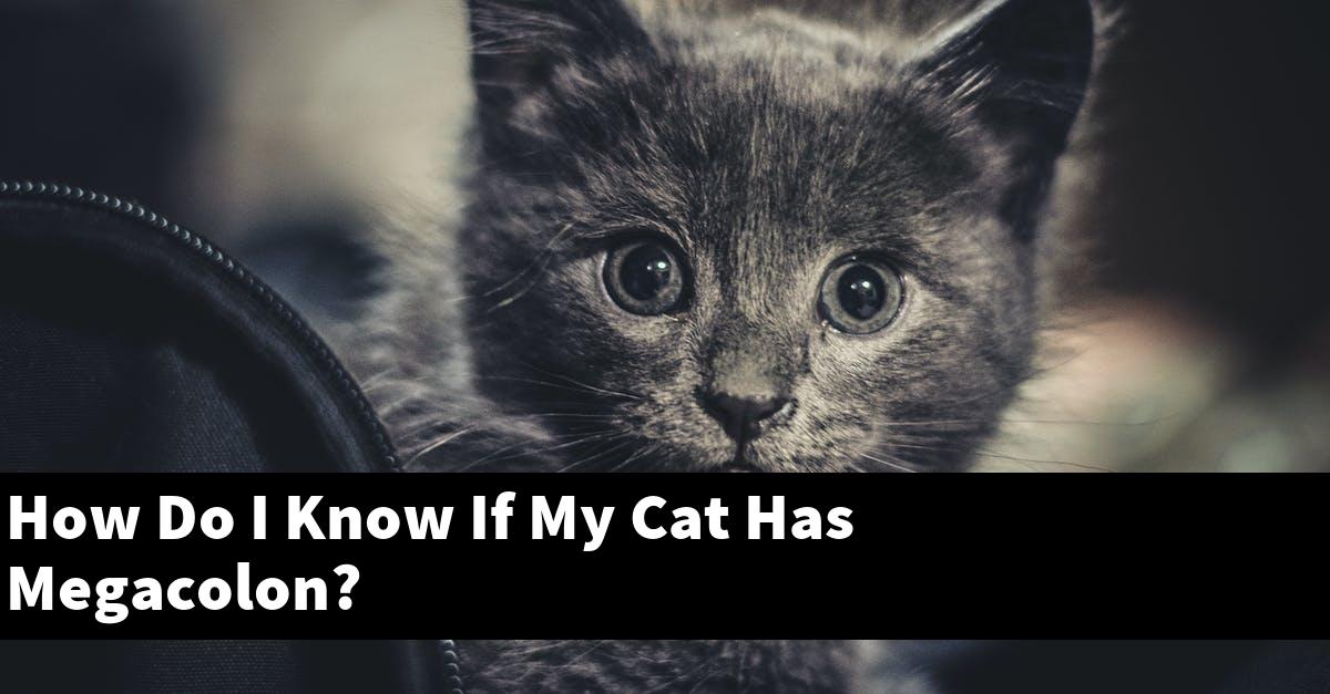 How Do I Know If My Cat Has Megacolon?