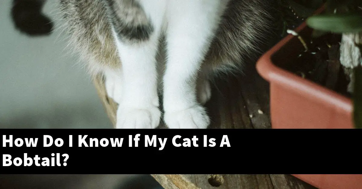 How Do I Know If My Cat Is A Bobtail?