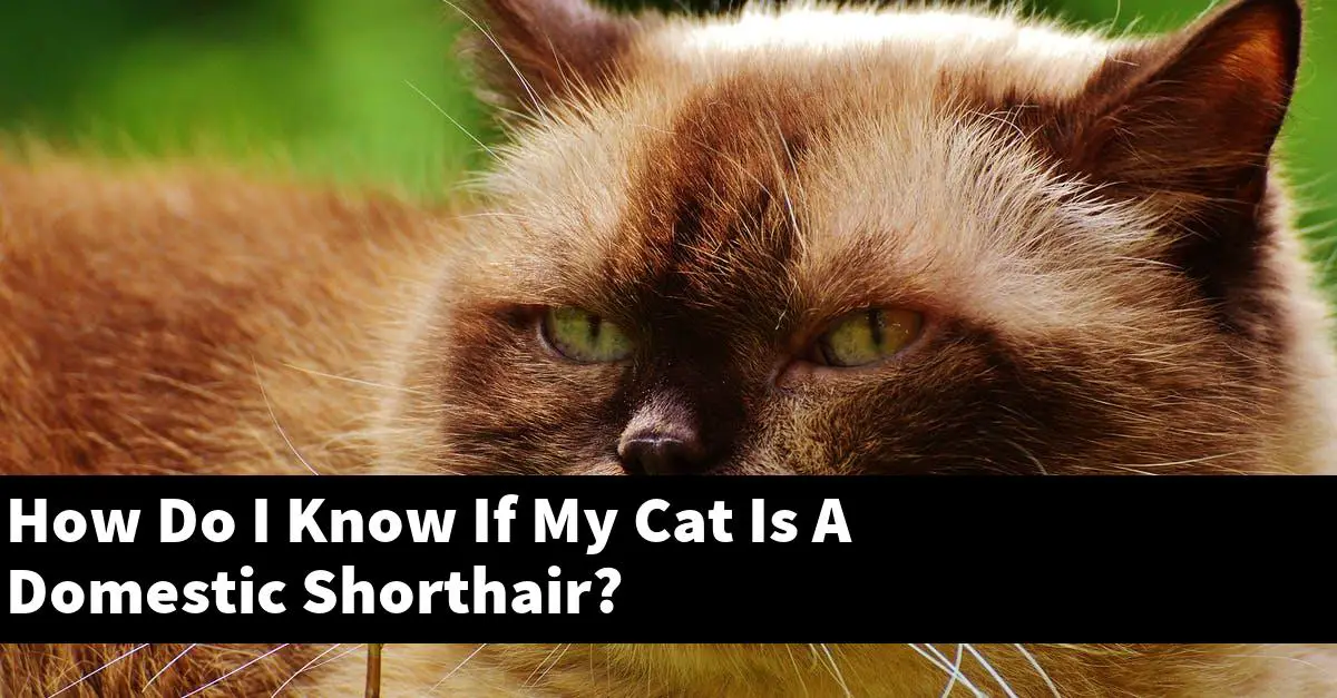 How Do I Know If My Cat Is A Domestic Shorthair?