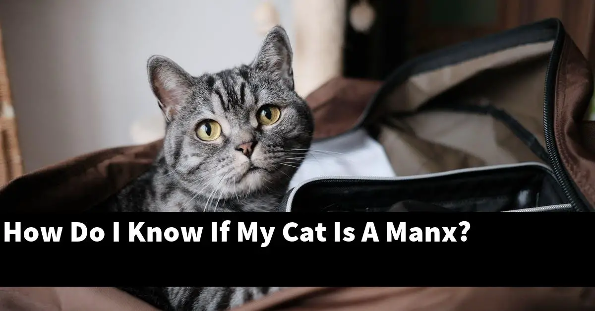 How Do I Know If My Cat Is A Manx?