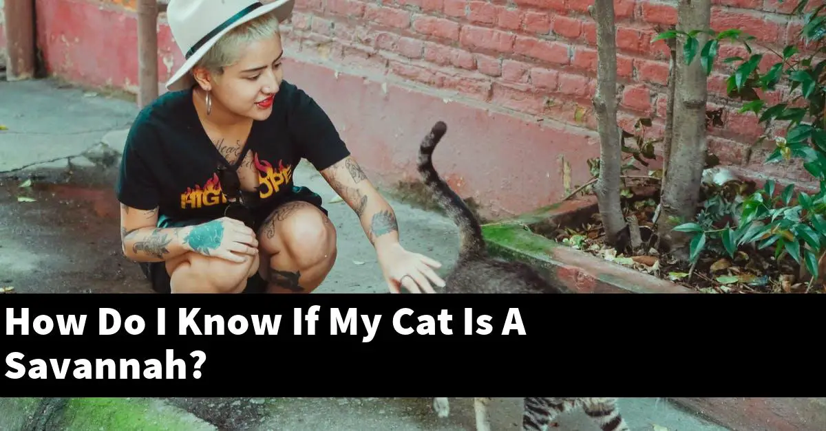 How Do I Know If My Cat Is A Savannah?