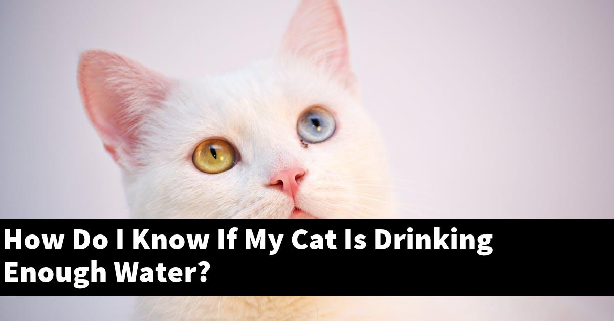 How Do I Know If My Cat Is Drinking Enough Water?