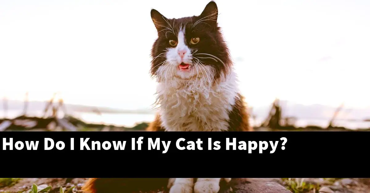 How Do I Know If My Cat Is Happy?