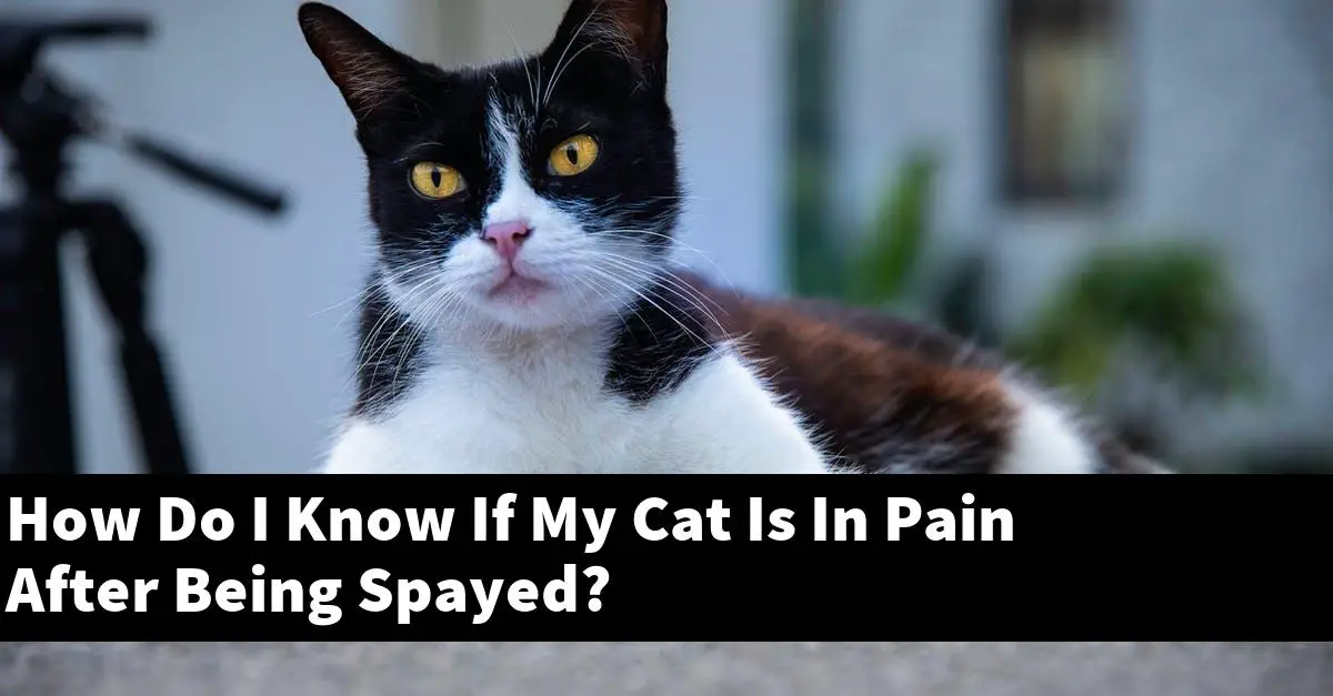 How Do I Know If My Cat Is In Pain After Being Spayed?