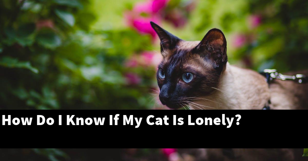 How Do I Know If My Cat Is Lonely?